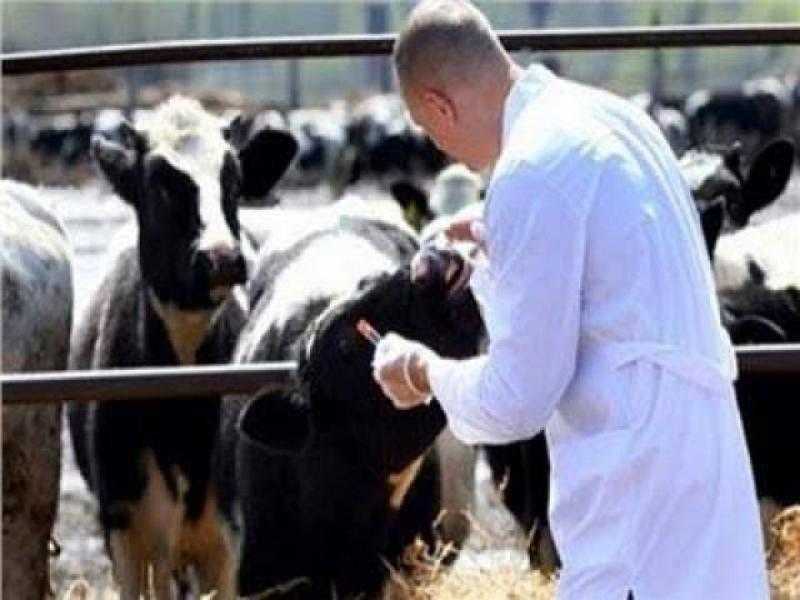 الزراعة: إصدار 1109 تراخيص لمشروعات الثروة الحيوانية والداجنة