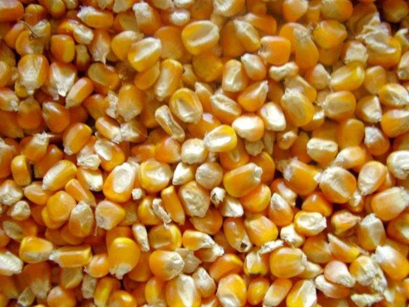 سعر الذرة اليوم الثلاثاء 8-8-2023.. الطن يتراجع 500 جنيه