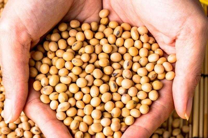 عقود بذرة الصويا الآجلة في المنطقة الحمراء ببداية تعاملات الثلاثاء
