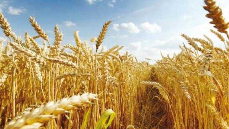 هبوط في أسعار عقود القمح الآجلة بختام تعاملات شيكاغو