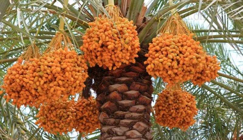 ضبط 300 طن بلح معبأ غير صالح للاستهلاك الآدمي في البحيرة