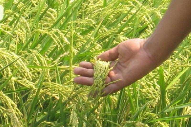 حصاد 60 ألف فدان من محصول الأرز في دمياط