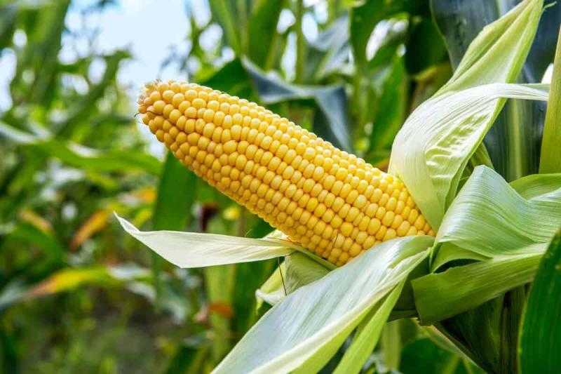 العقود الآجلة للذرة تستهل تعاملات بورصة شيكاغو على انخفاض طفيف