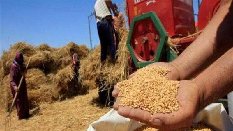 عجز منظومة «توريد القمح المحلي» عن تحقيق مستهدفاتها.. الحكومة ترد