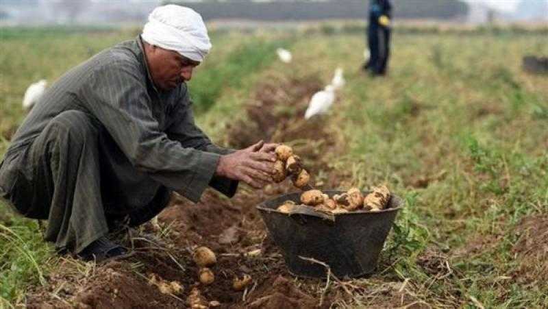 22 ألف طن.. زيادة بالصادرات الغذائية والبطاطس والرمان في المقدمة