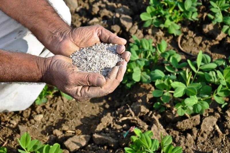 أسعار الأسمدة في السوق العالمية والمحلية