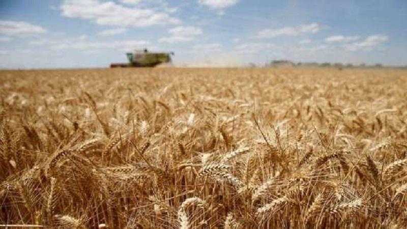 يصل لـ600 جنيه.. انخفاض سعر طن القمح اليوم بالسوق المحلية