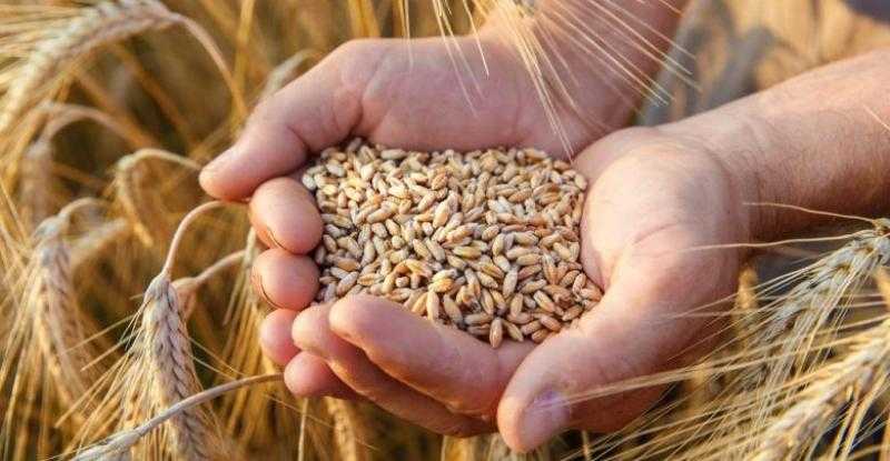 «السلع التموينية» تُعلن عن ممارسة عالمية لشراء القمح