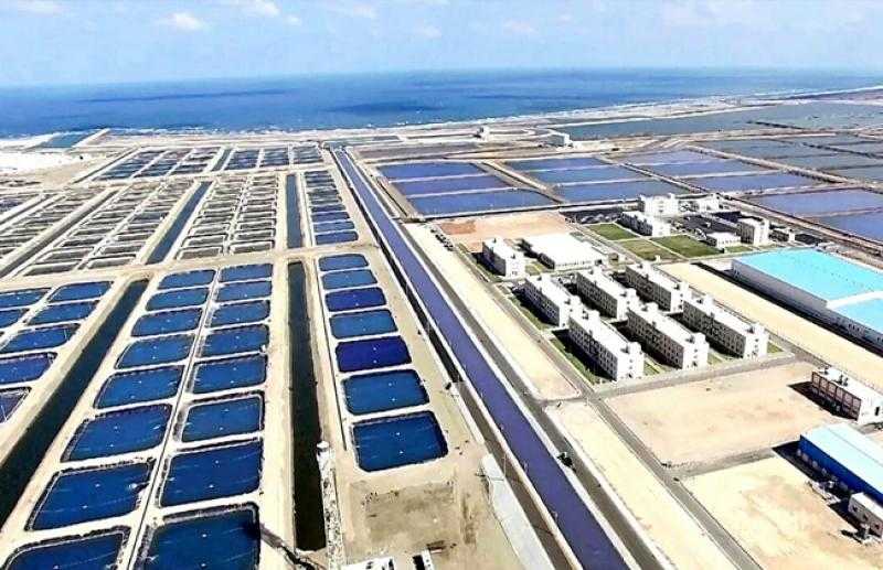 بتكلفة 14 مليار جنيه.. بركة غليون أكبر مزرعة سمكية في الشرق الأوسط