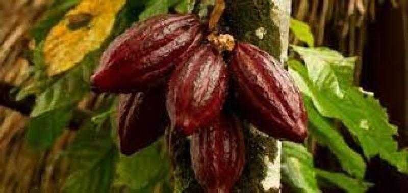 %9 ارتفاعا في إنتاج الكاكاو بساحل العاج خلال أغسطس الماضي