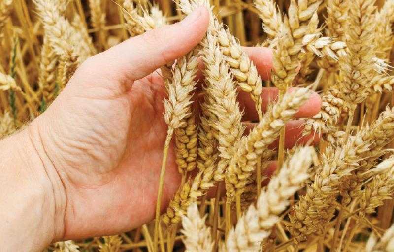 استقرار أسعار تصدير القمح الروسي وسط وفرة في المعروض