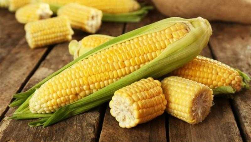 ارتفاع سعر الذرة العالمي بنهاية تعاملات بورصة شيكاغو