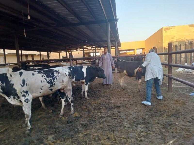 تحصين أكثر من 50 ألف رأس من الماشية ضد الحمى القلاعية في الأقصر
