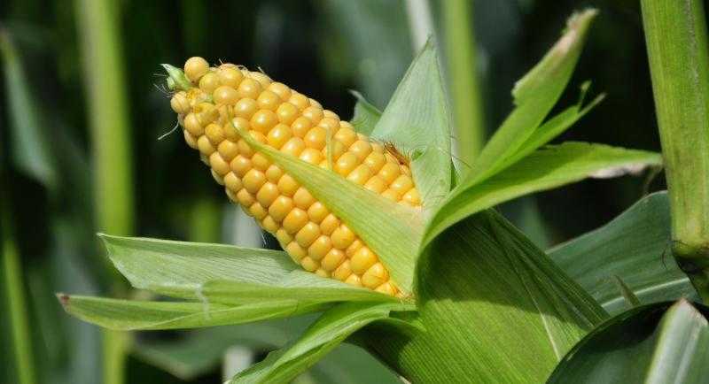 100 جنيه ارتفاعًا في سعر طن الذرة البرازيلي والأرجنتيني اليوم
