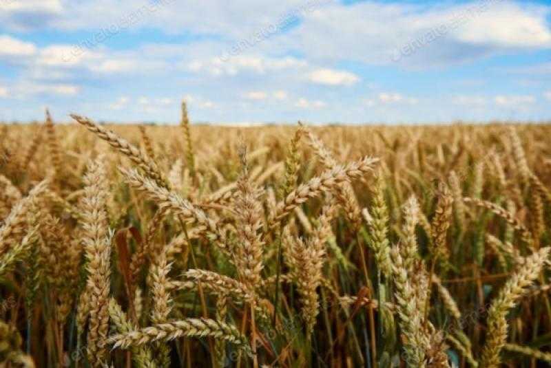 سعر القمح اليوم الأربعاء في الأسوق.. طن «الروسي» بـ11,500 جنيه
