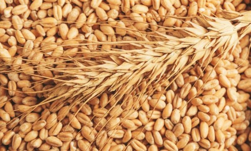 ارتفاع سعر طن القمح اليوم بالأسوق.. يصل لـ500 جنيه
