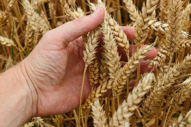 100 جنيه انخفاض بسعر طن القمح اليوم الجمعة 3 نوفمبر