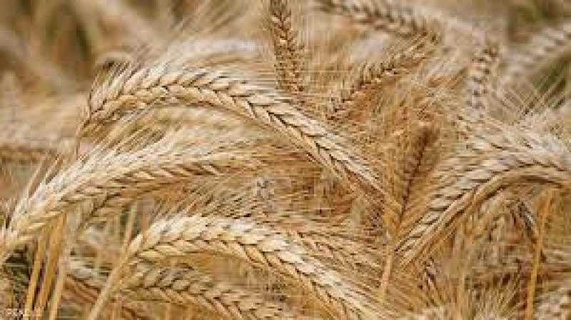 10 نصائح لتعزيز إنتاجية محصول القمح| إنفوجراف