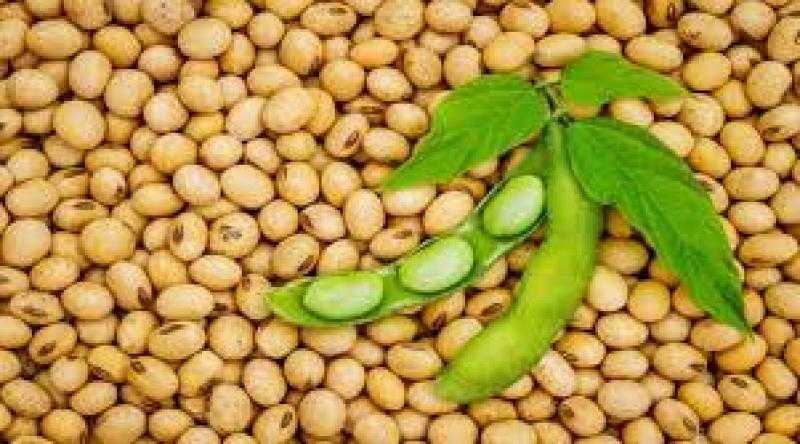 العقود الآجلة لفول الصويا في المنطقة الحمراء بتعاملات منتصف الأسبوع