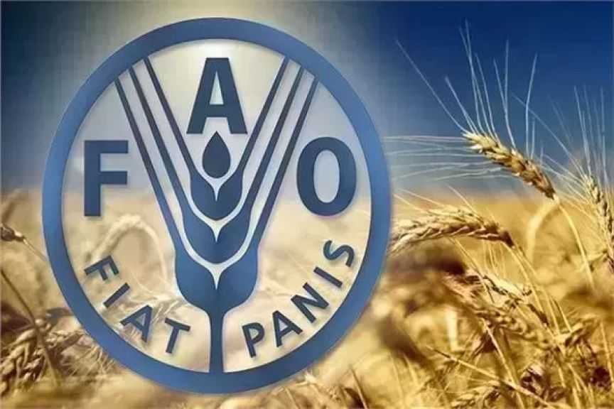 الفاو تخفض توقعاتها للإنتاج العالمي من الحبوب إلى 2.98 مليار طن