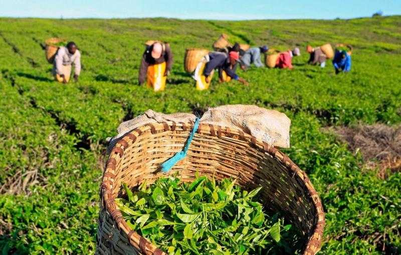 «يليها الإمارات».. 89% من واردات الشاي إلى مصر تأتي من كينيا| إنفوجراف