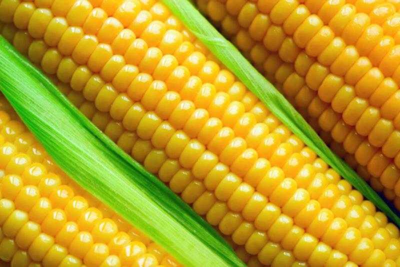 100 جنيه زيادة في سعر طن الذرة اليوم الثلاثاء بالأسواق