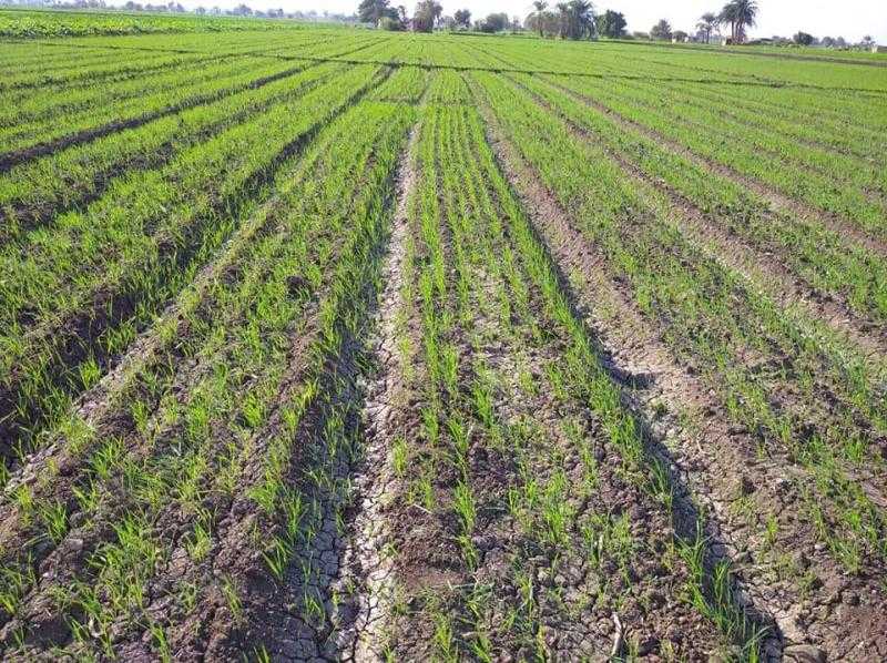 «الزراعة» تتابع توزيع تقاوي القمح والأسمدة ومنع التعديات على الأراضى في بنى سويف