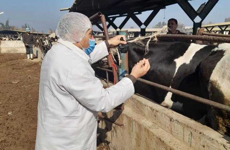 «بيطري بني سويف»: تحصين أكثر من 28 ألف رأس ماشية ضد الأمراض الوبائية