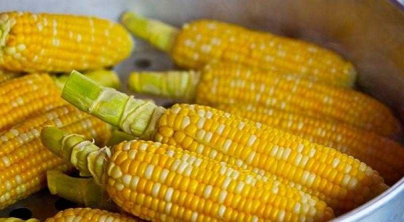 أسعار الذرة اليوم الأربعاء في الأسواق.. بكام بعد الهبوط؟