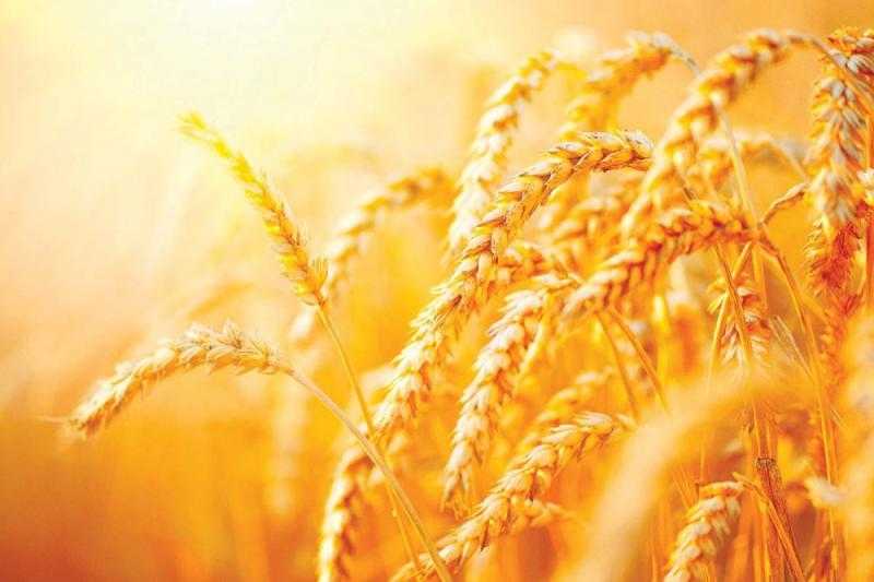 سعر طن القمح اليوم 8-12-2023 بالأسوق