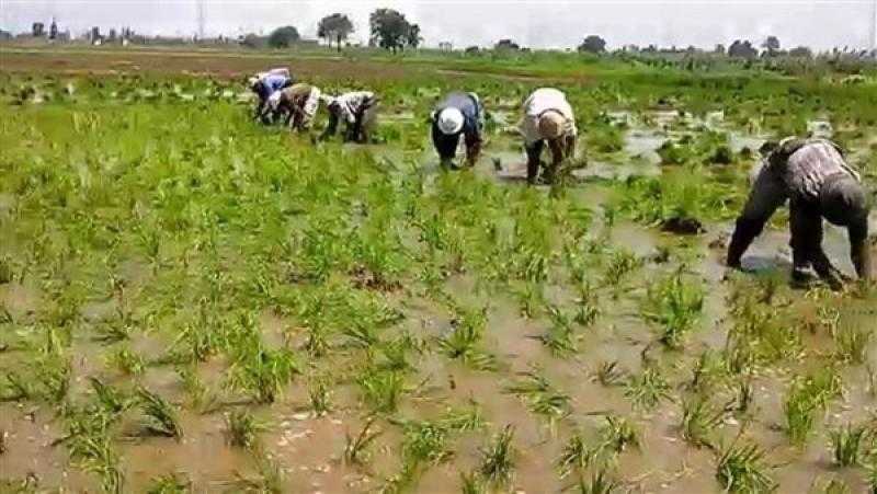 الحكومة تحظر زراعة الأرز في هذه المحافظات