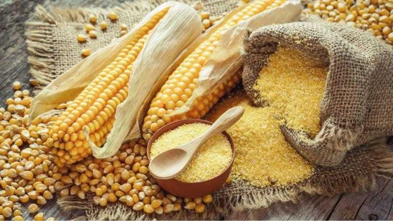 صعود بسعر الذرة اليوم الثلاثاء في الأسواق.. 100 جنيه بالطن