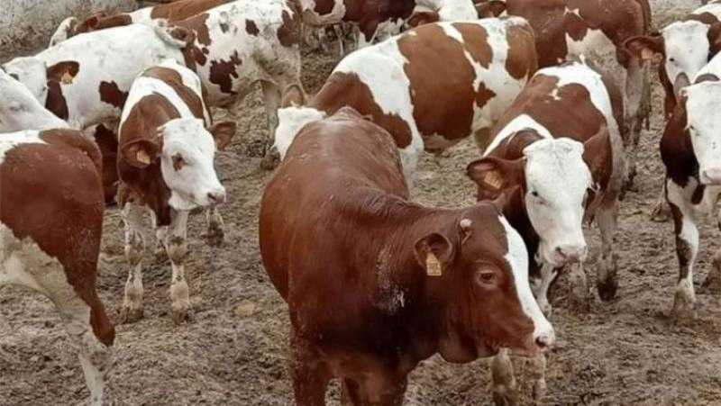استعدادا لرمضان.. المصرية السودانية: طرح 30 ألف طن من الأبقار الحية