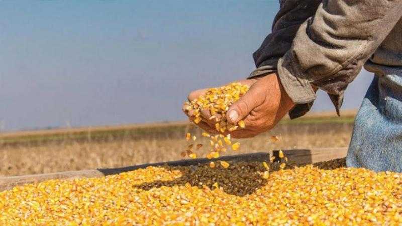 أسعار الذرة اليوم الأربعاء في الأسواق.. بكام بعد الزيادة؟
