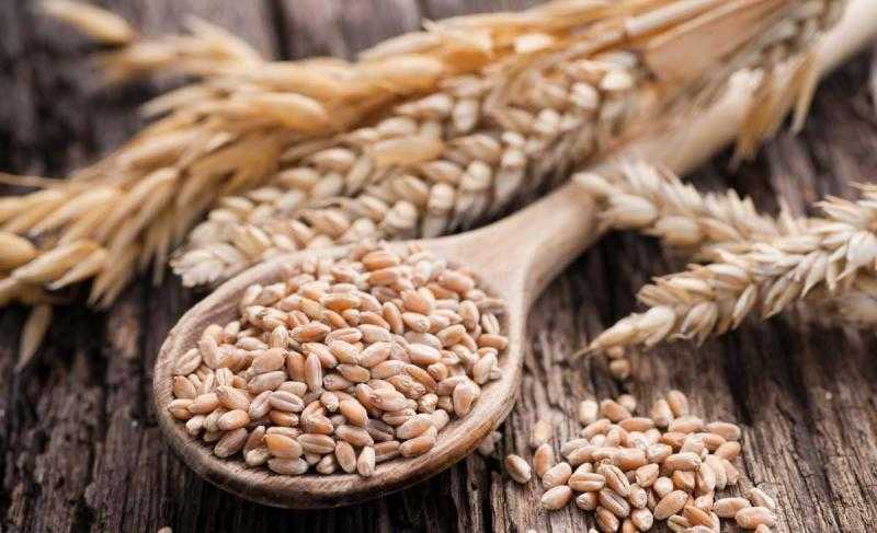 ارتفاع سعر طن القمح اليوم في الأسواق.. 600 جنيه للروسي و400 للأوكراني
