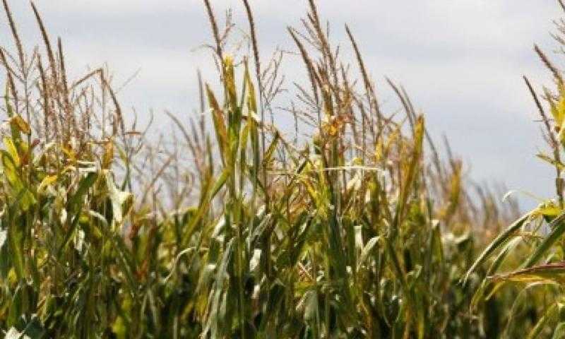 هطول الأمطار يساعد على تقدم زراعة المحاصيل الزراعية في الأرجنتين .. تفاصيل