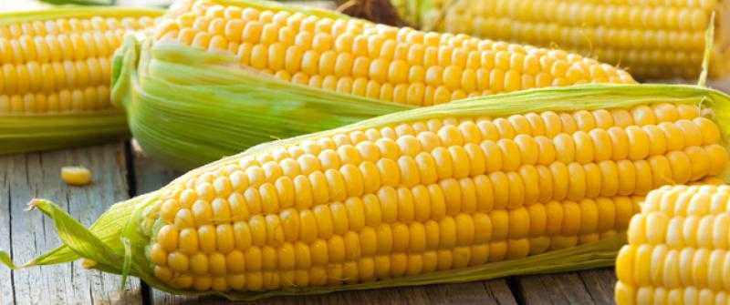 100 جنيه بالطن.. هبوط بسعر الذرة اليوم الأربعاء في الأسواق
