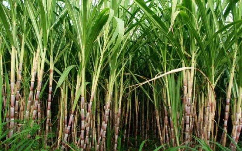 وزارة التموين : نستهدف استصلاح 120 ألف فدان لزراعة قصب السكر