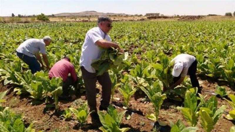 الزراعة تبدأ مشروعات «التوسع الرأسي» لزيادة إنتاجية المحاصيل