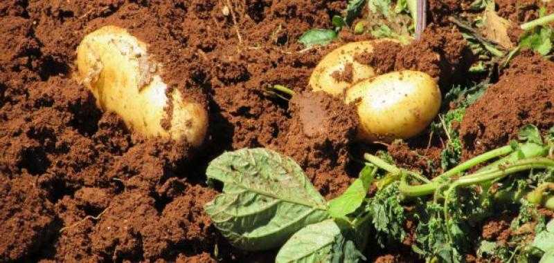 «زراعة دمياط»: الانتهاء من زراعة أكثر من 13 ألف فدان بطاطس