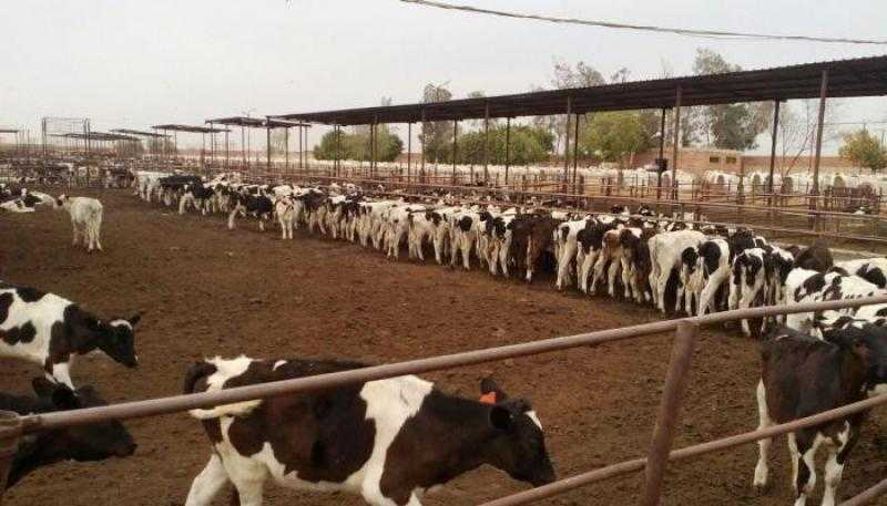 استعدادًا لرمضان.. الزراعة: استيراد أكثر من 34 ألف رأس ماشية من السودان