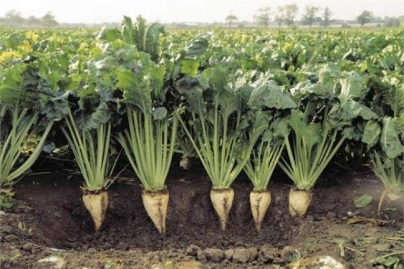 «نقيب الزراعيين»: زراعة 3600 فدان من محصول البنجر في دمياط