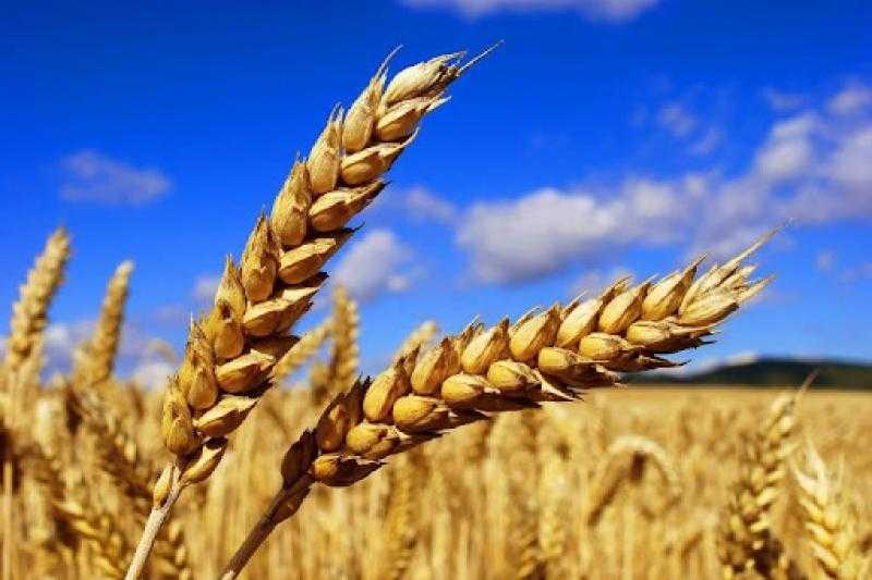 الزراعة: 3.1 ملايين فدان مزروعة بالقمح.. ونتوقع حصاد بين 9 و10 ملايين طن