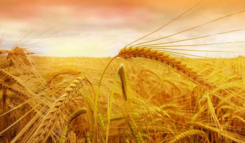 200 جنيه بالطن .. ارتفاع سعر القمح اليوم الجمعة في الأسواق