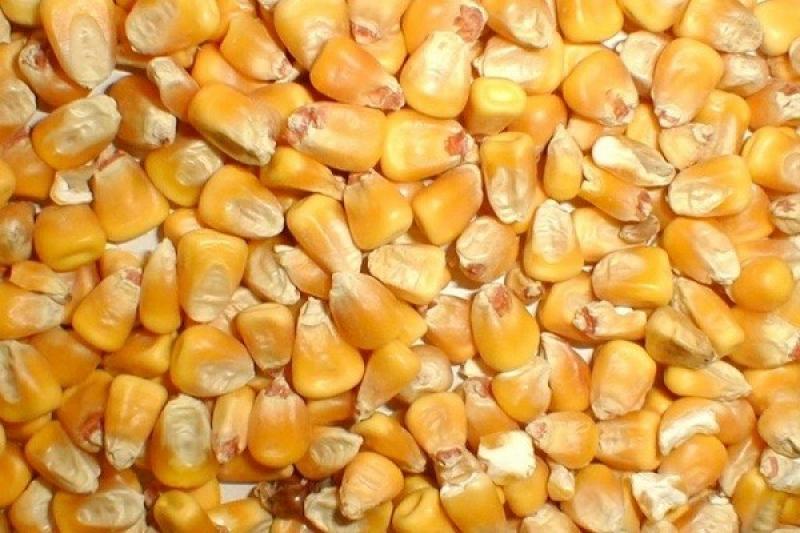 200 جنيه هبوطًا في سعر طن الذرة اليوم بالأسواق