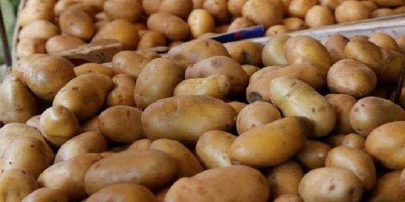 أول مارس .. فتح الأسواق البرازيلية أمام البطاطس المصرية بشكل رسمي