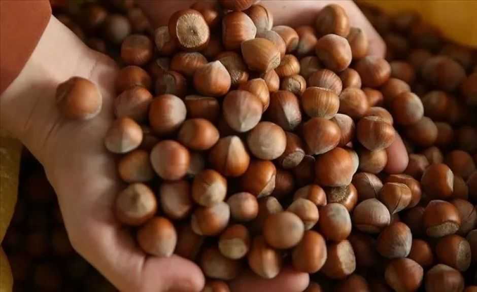 صادرات تركيا من البندق تتراجع 380 مليون دولار خلال الموسم الماضي