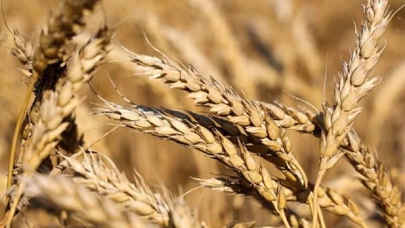 هبوط حاد بسعر القمح اليوم الإثنين في الأسواق