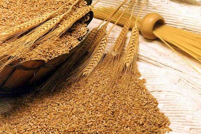 900 جنيه انخفاضًا في أسعار القمح اليوم الأربعاء بالأسواق