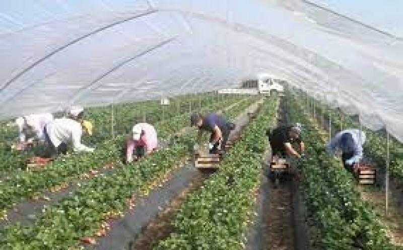 وزارة الزراعة: الجهود أثمرت عن زيادة الطلب على السلع المصرية في الخارج
